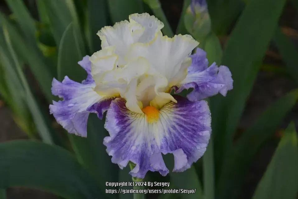 Photo of Tall Bearded Iris (Iris 'Surfing in the Clouds') uploaded by Serjio