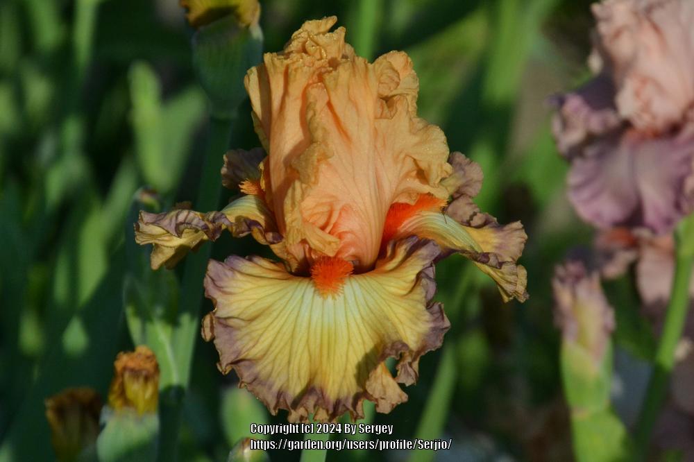 Photo of Tall Bearded Iris (Iris 'Sunset Boulevard') uploaded by Serjio