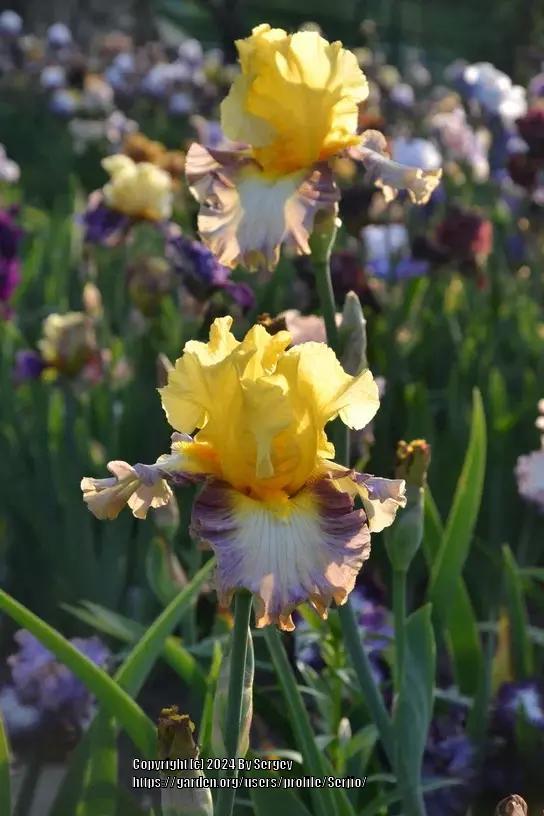 Photo of Tall Bearded Iris (Iris 'Wild Surprise') uploaded by Serjio