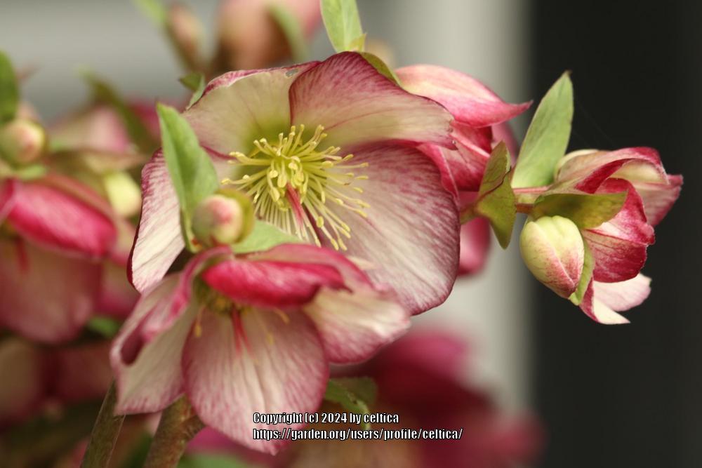 Photo of Lenten Rose (Helleborus orientalis) uploaded by celtica