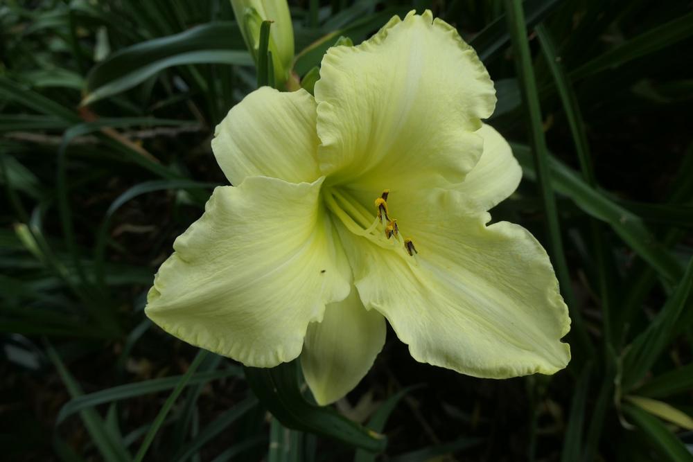 Photo of Daylily (Hemerocallis 'Pray for Peace') uploaded by Caruso