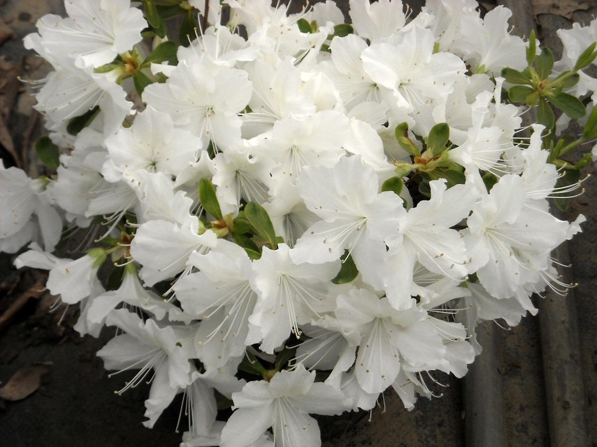 Photo of Evergreen Azalea (Rhododendron 'Delaware Valley White') uploaded by Joy