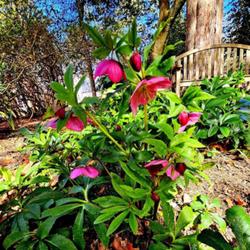 Location: Southern Pines, NC (Boyd House garden)
Date: February 20, 2024
Lenten Rose #20 nn; LHB page 405, 70-16-2, "Classical name Helleb