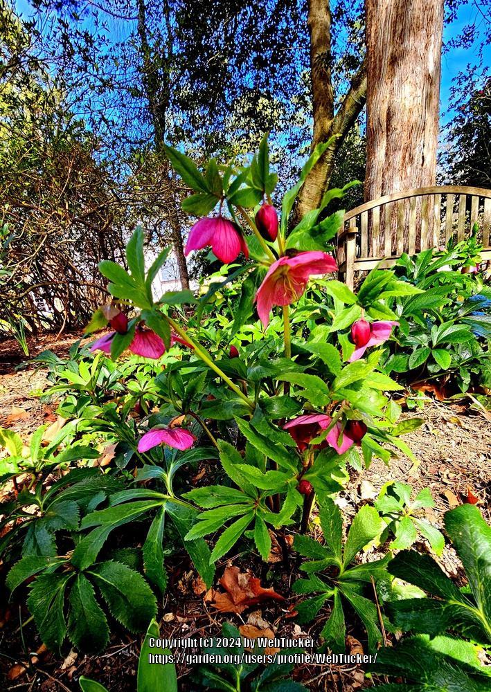 Photo of Lenten Rose (Helleborus orientalis) uploaded by WebTucker