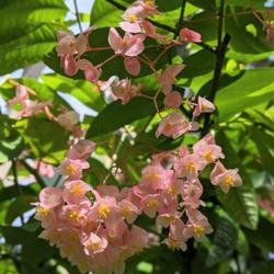 Location: Denver Botanic Garden
Date: 2024-02-14
Begonia coccinea 'Pink Shasta' (Angel Wing Begonia)