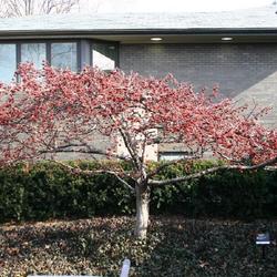 Location: At the Kemper Center, within the Missouri Botanical Garden in Saint Louis
Date: 2004-01-24
Flowering Crabapple (Malus 'Mary Potter')