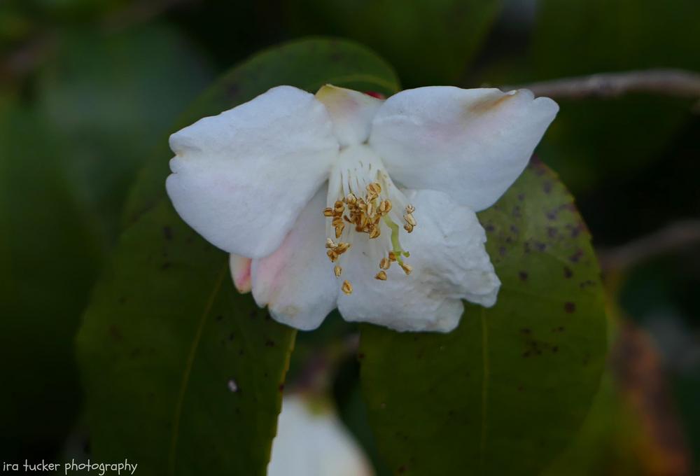 Photo of Camellia (Camellia fraterna) uploaded by drirastucker
