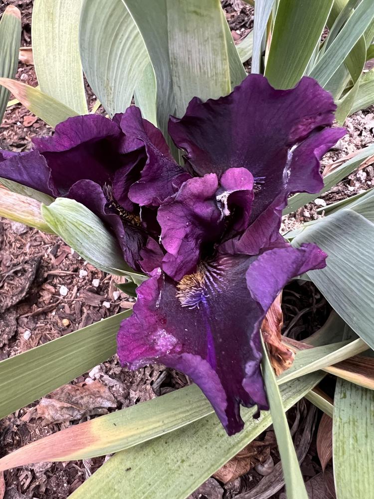 Photo of Intermediate Bearded Iris (Iris 'Midnight Run') uploaded by makakaualii