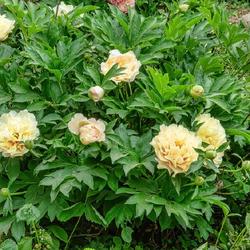 Location: Itoh peony bed, W E Upjohn Peony Garden, Nichols Arboretum, Ann Arbor
Date: 2023-06-06
Photographed in 2023; planted in fall 2017