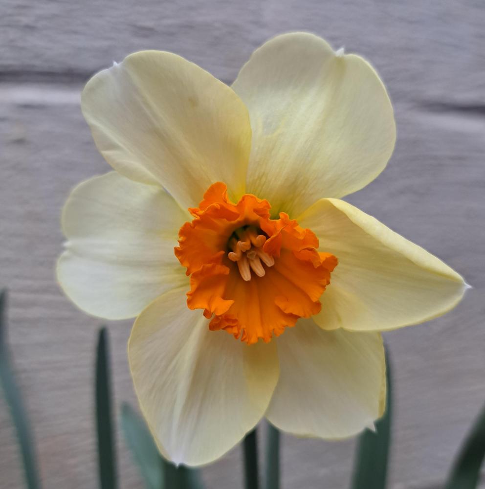 Photo of Daffodils (Narcissus) uploaded by BlueRidgeGardener23