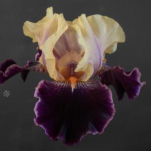 Border Bearded Iris 'Eramosa Celebration', Chuck Chapman 2020.