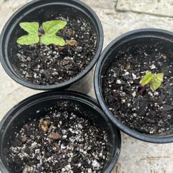 Location: Tampa, FL
Date: 2024-03-04
Seedlings 2/29/24, seeds scored/nicked with 24 hour water soak.