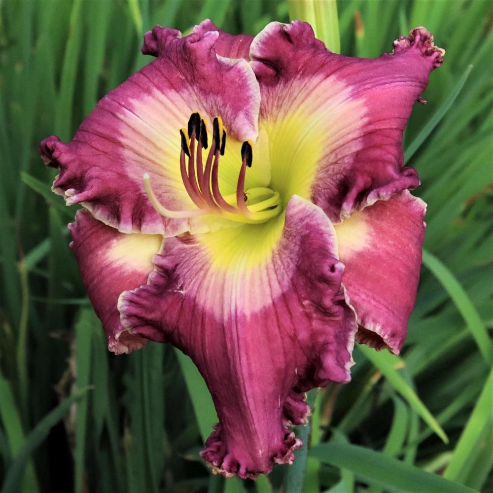 Photo of Daylily (Hemerocallis 'Cooler by the Lake') uploaded by blue23rose