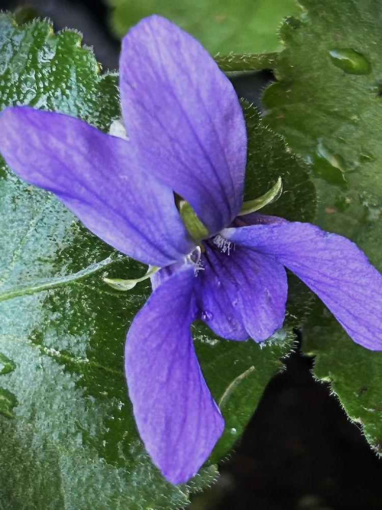 Photo of Sweet Violet (Viola odorata) uploaded by Joy