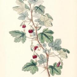 
Date: c. 1847
illustration by Miss Drake from 'Edwards's Botanical Register', 1