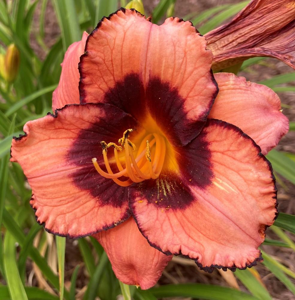 Photo of Daylily (Hemerocallis 'Courting Trouble') uploaded by Redemptionnursery