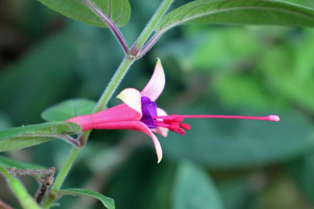 Photo of Lady's Eardrops (Fuchsia brevilobis) uploaded by RuuddeBlock