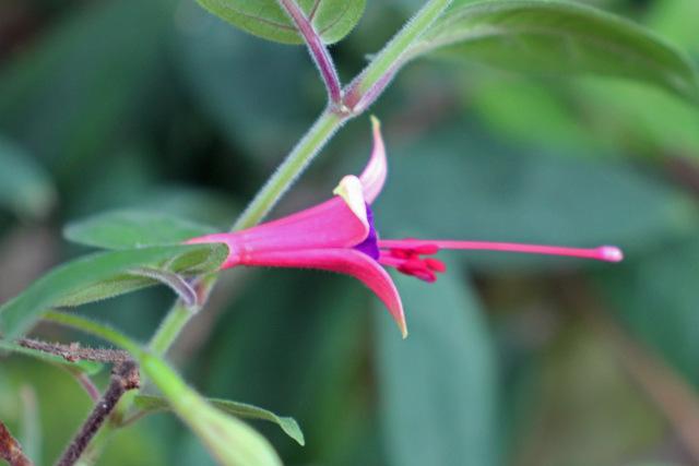 Photo of Lady's Eardrops (Fuchsia brevilobis) uploaded by RuuddeBlock