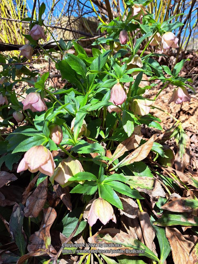 Photo of Lenten Rose (Helleborus orientalis) uploaded by DraDiana
