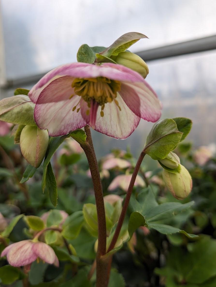 Photo of Lenten Rose (Helleborus Gold Collection® Ice n' Roses Picotee) uploaded by Joy