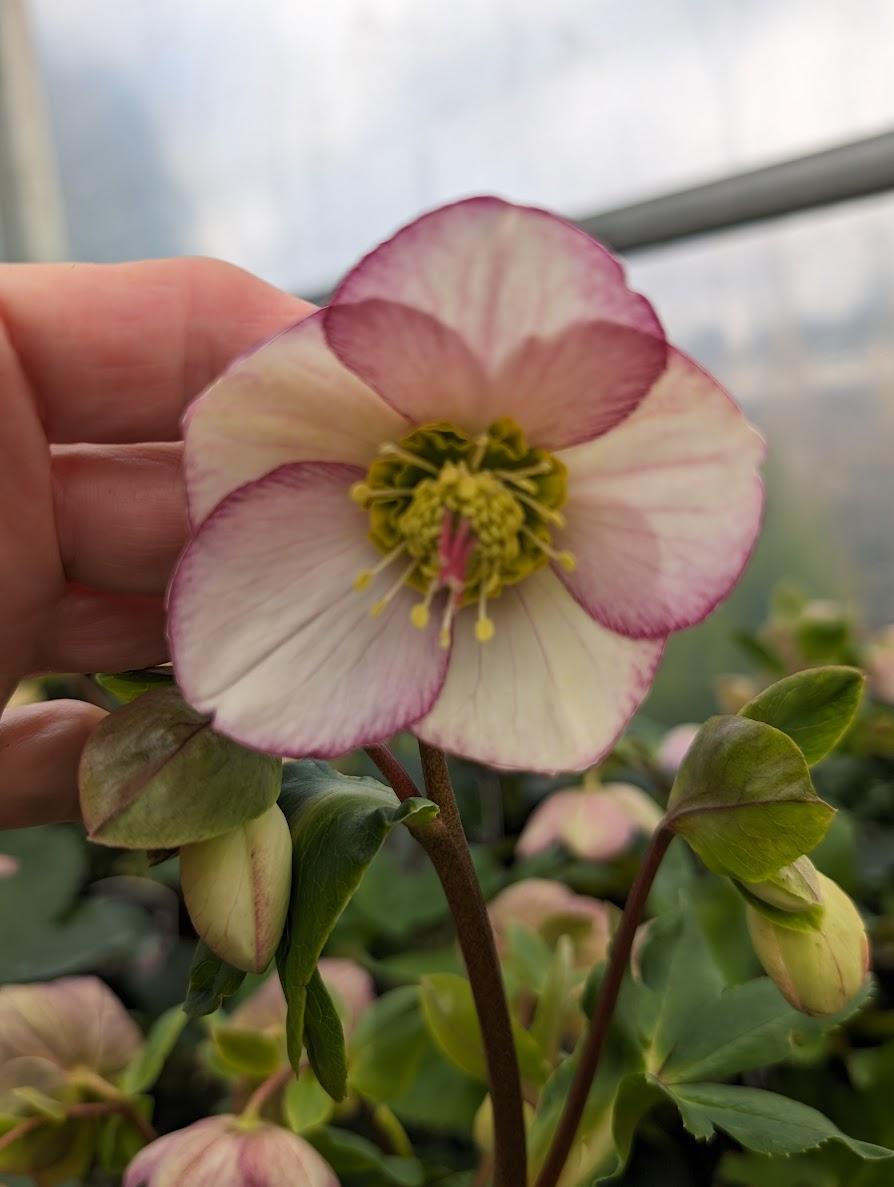 Photo of Lenten Rose (Helleborus Gold Collection® Ice n' Roses Picotee) uploaded by Joy