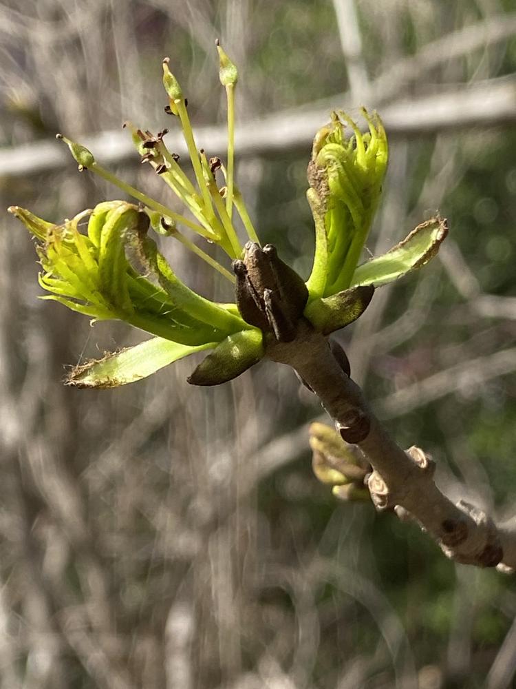 Photo of Caucasian Ash (Fraxinus angustifolia subsp. oxycarpa) uploaded by SL_gardener
