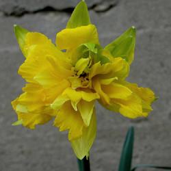 
Date: 2024-03-17
Daffodil with strange mutation