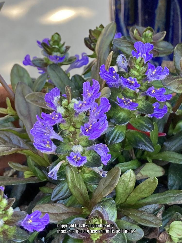 Photo of Bugleweed (Ajuga reptans Chocolate Chip) uploaded by BellaKelly