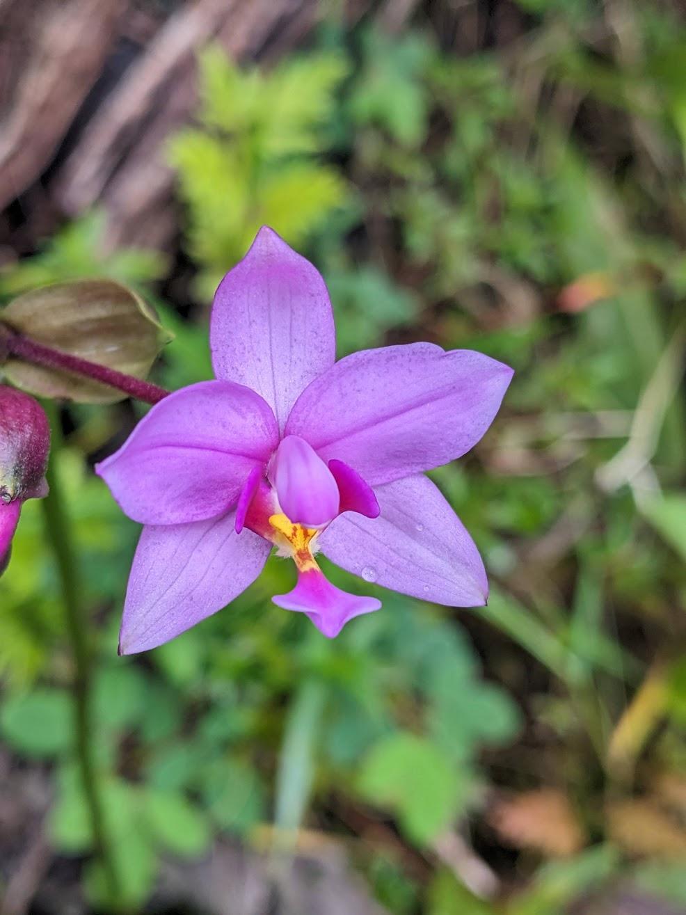 Photo of Philippine Ground Orchid (Spathoglottis plicata) uploaded by dave