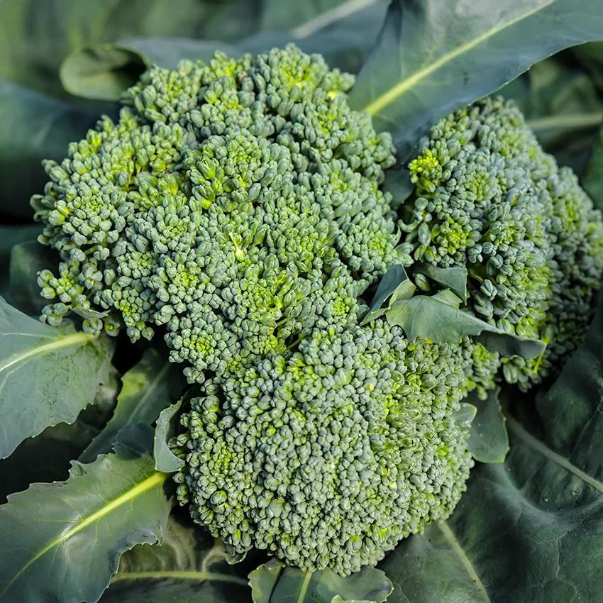 Photo of Broccoli (Brassica oleracea 'Calabrese') uploaded by Joy