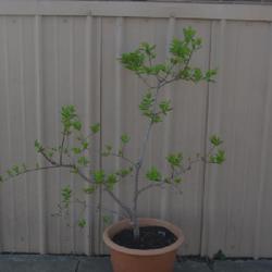 Location: an Oklahoma City garden
Date: 2024-03-11
A terrific choice for containers and for bonsai.