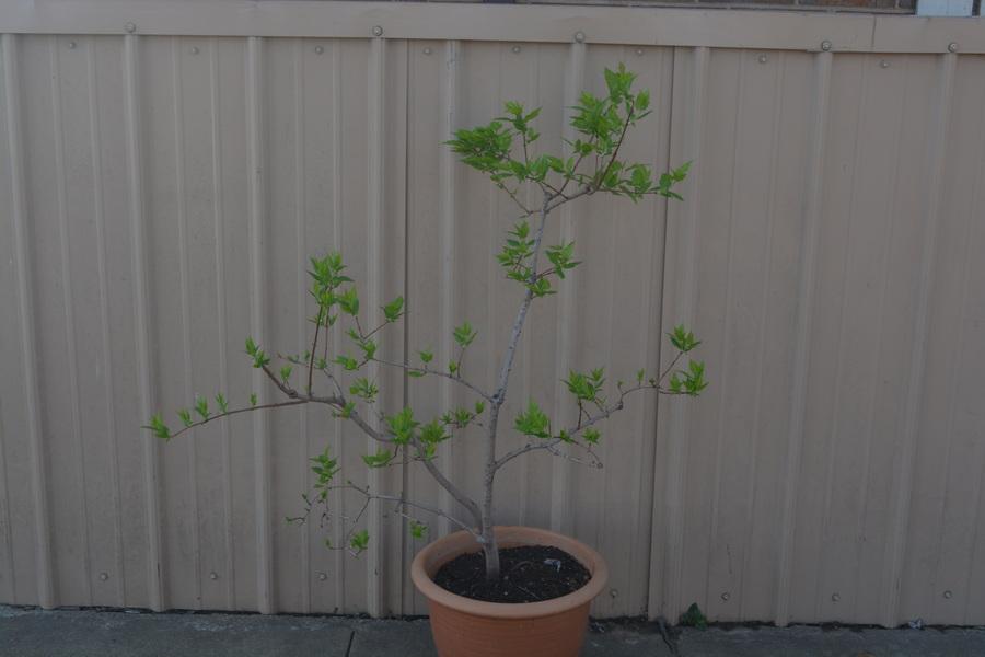 Photo of Amur Maple (Acer tataricum subsp. ginnala 'Bailey Compact') uploaded by jathton