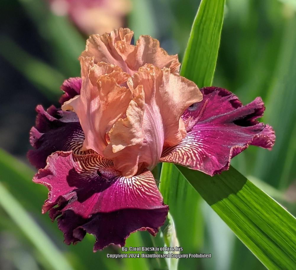 Photo of Border Bearded Iris (Iris 'Rich Delight') uploaded by Artsee1