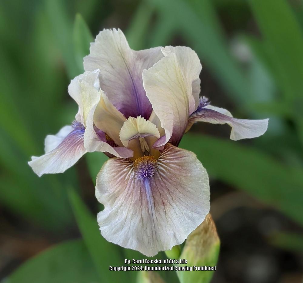 Photo of Intermediate Bearded Iris (Iris 'Rikki Tiki') uploaded by Artsee1