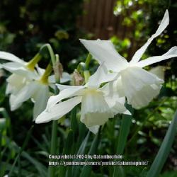 Location: Wallsend, Tyne and Wear, England UK 
Date: 2024-03-28
Narcissus 'Starlight Sensation'