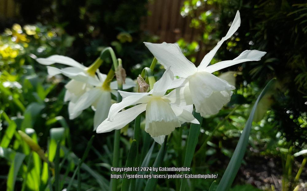 Photo of Triandrus Daffodil (Narcissus 'Starlight Sensation') uploaded by Galanthophile