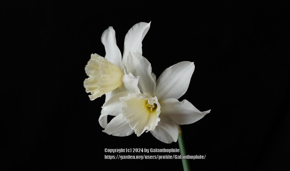 Photo of Triandrus Daffodil (Narcissus 'Tresamble') uploaded by Galanthophile
