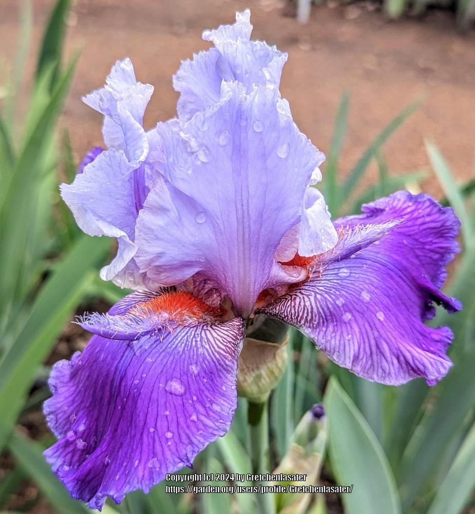 Photo of Tall Bearded Iris (Iris 'Runaround Sue') uploaded by Gretchenlasater
