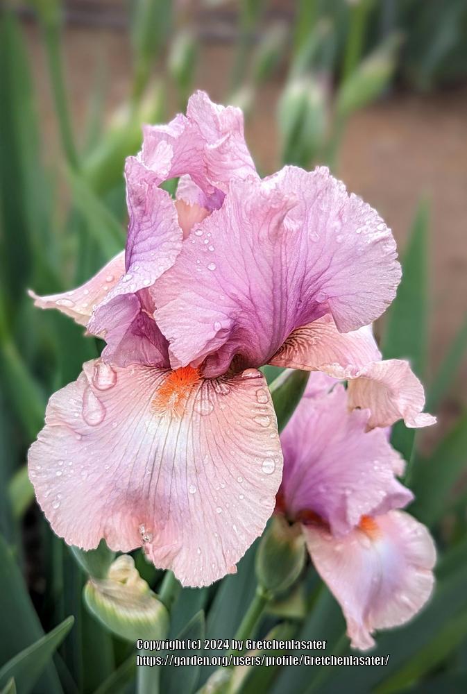 Photo of Tall Bearded Iris (Iris 'Trigo Padigo') uploaded by Gretchenlasater
