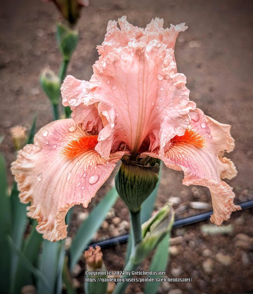 Photo of Tall Bearded Iris (Iris 'Augustine') uploaded by Gretchenlasater
