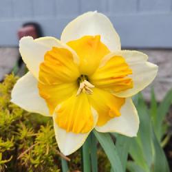 Location: Western Washington
Date: 2024-03-28
Narcissus 'Zinzi' full bloom