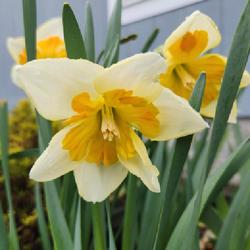 Location: Western Washington
Date: 2024-03-28
Narcissus 'Zinzi' bloom opening