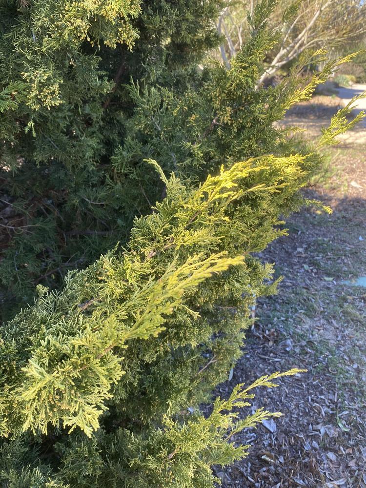 Photo of Juniperus chinensis 'Maymont Gold' uploaded by SL_gardener