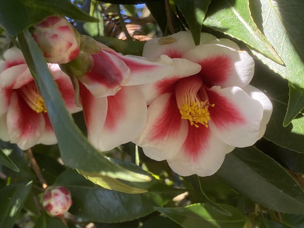 Photo of Japanese Camellia (Camellia japonica 'Tama Peacock') uploaded by SL_gardener