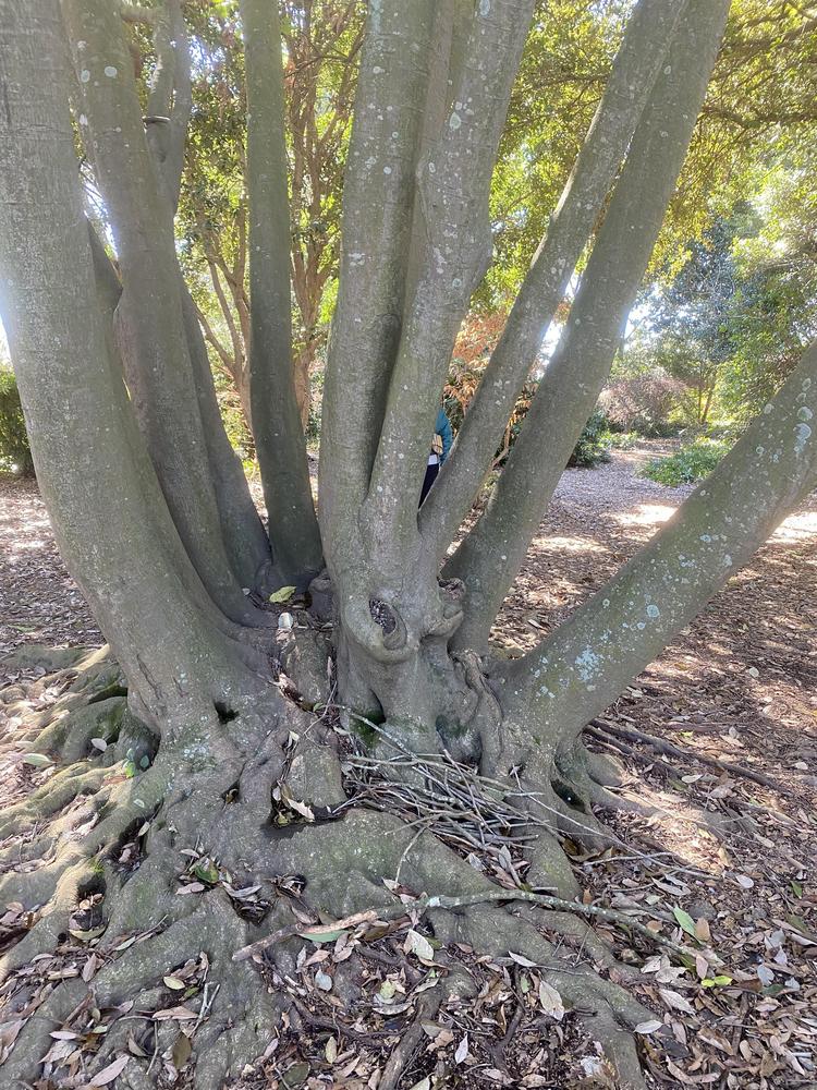 Photo of Japanese Blue Oak (Quercus glauca) uploaded by SL_gardener