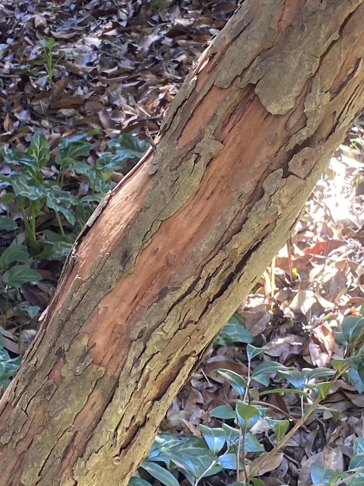 Photo of Japanese Dogwood (Cornus officinalis 'Kintoki') uploaded by SL_gardener