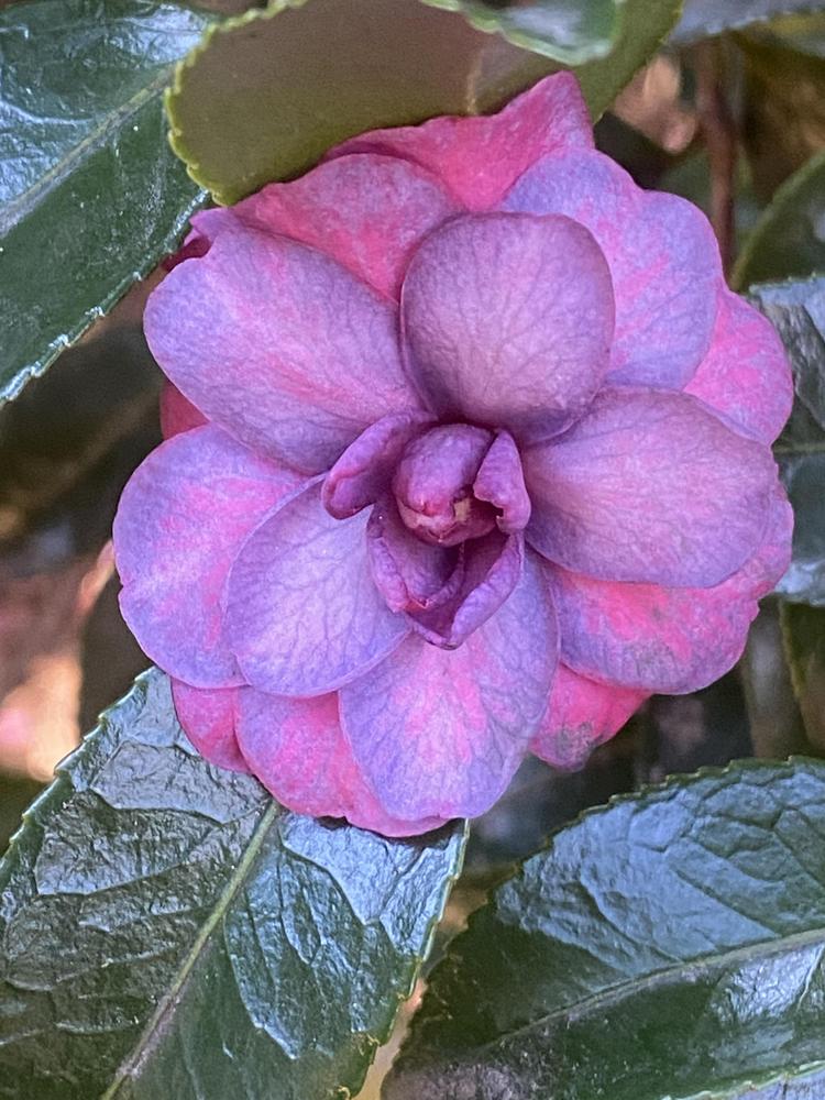 Photo of Camellia (Camellia hiemalis 'Green's Blues') uploaded by SL_gardener