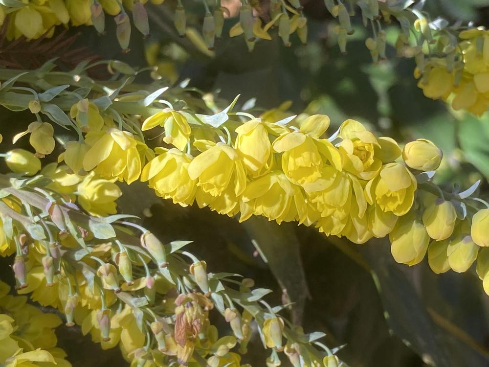 Photo of Japanese Mahonia (Mahonia japonica) uploaded by SL_gardener