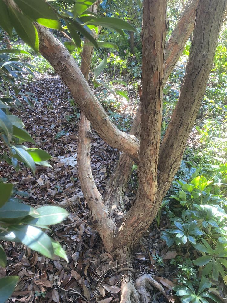 Photo of Japanese Dogwood (Cornus officinalis 'Kintoki') uploaded by SL_gardener