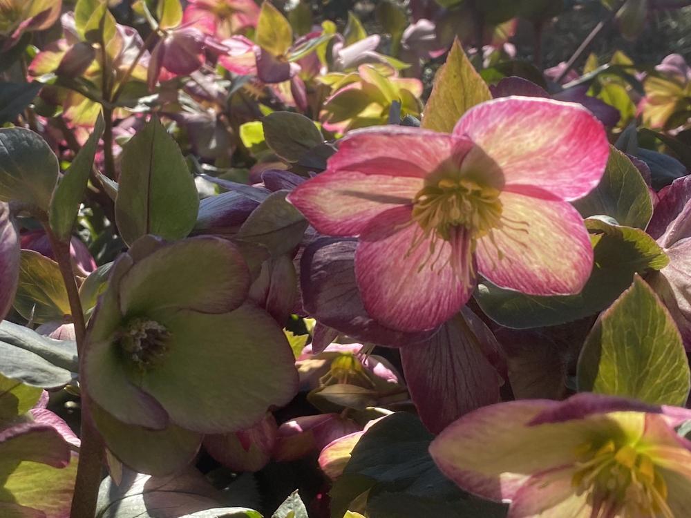 Photo of Lenten Rose (Helleborus Gold Collection® Ice n' Roses Picotee) uploaded by SL_gardener